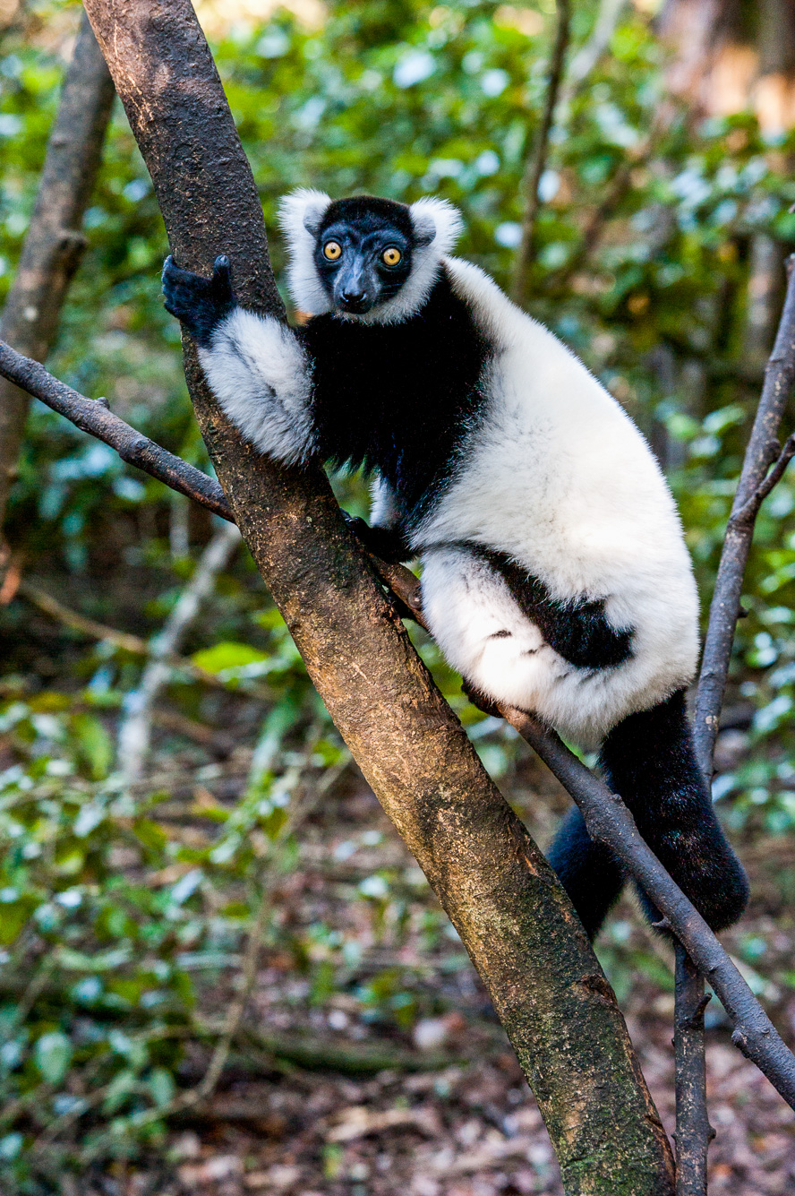 Plettenberg Bay. The Crag - Monkeyland.