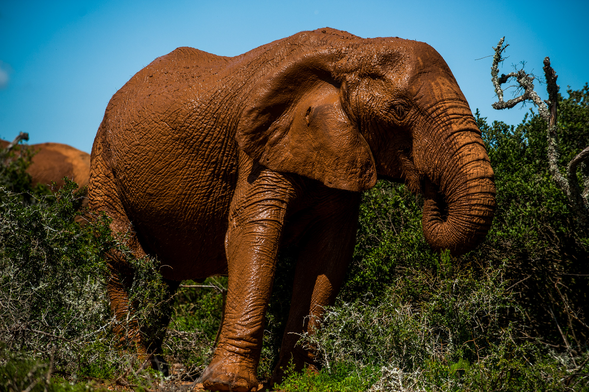 Addo Elephant Park.