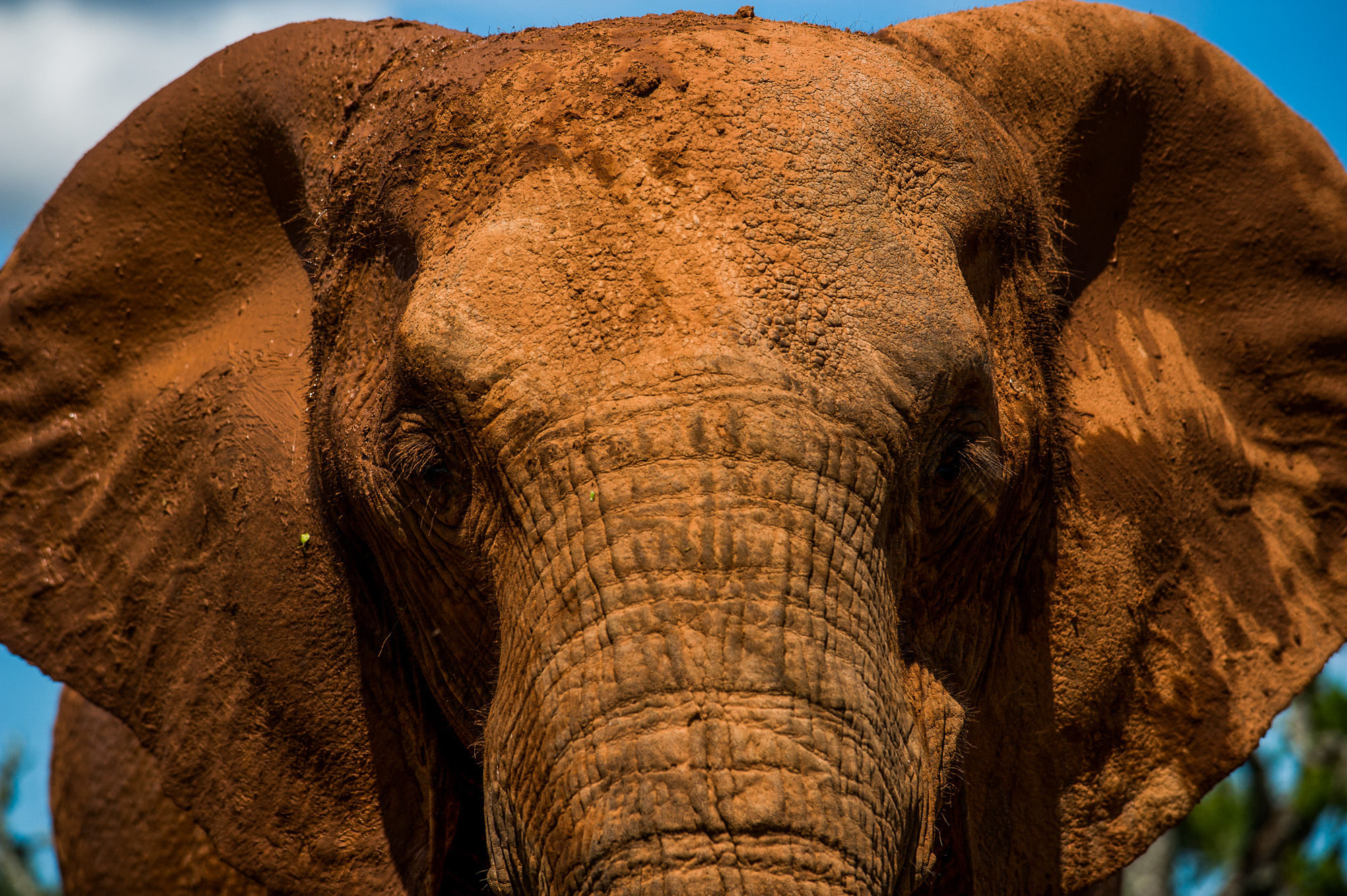 Addo Elephant Park.