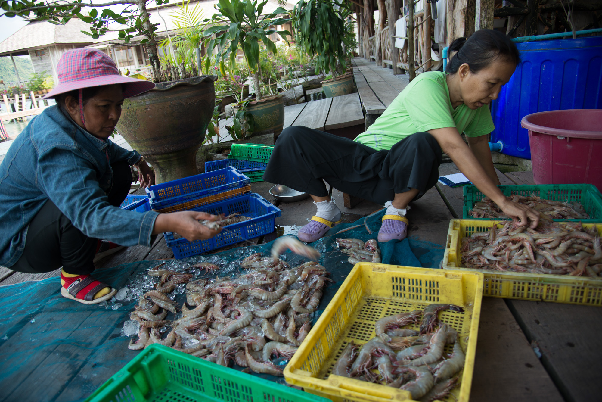 Ban Salak Kok.Ponton des pêcheurs où les poissons sont exposés en plein soleil pour une meilleure conservation.