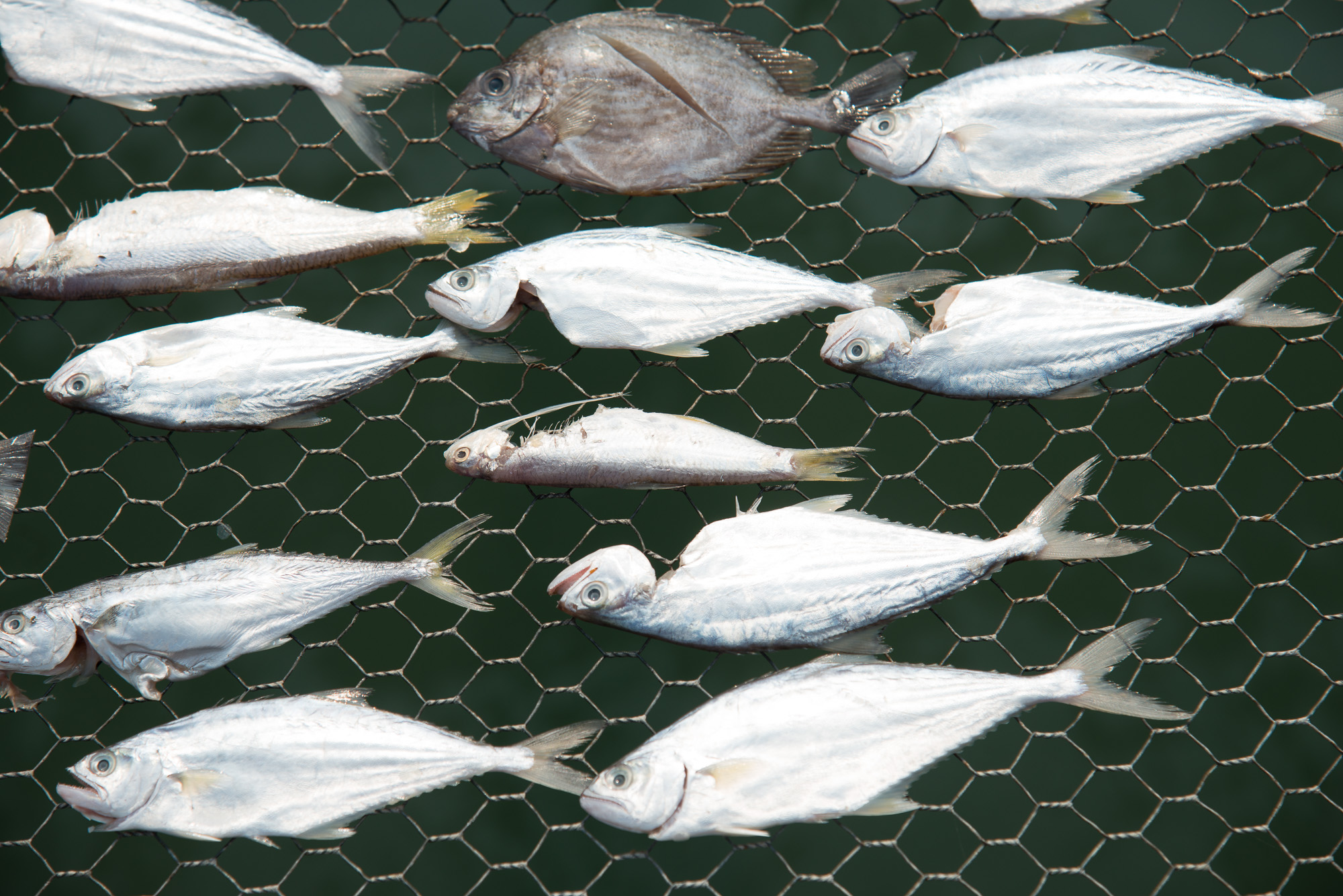 Ban Salak Kok.Ponton des pêcheurs où les poissons sont exposés en plein soleil pour une meilleure conservation.