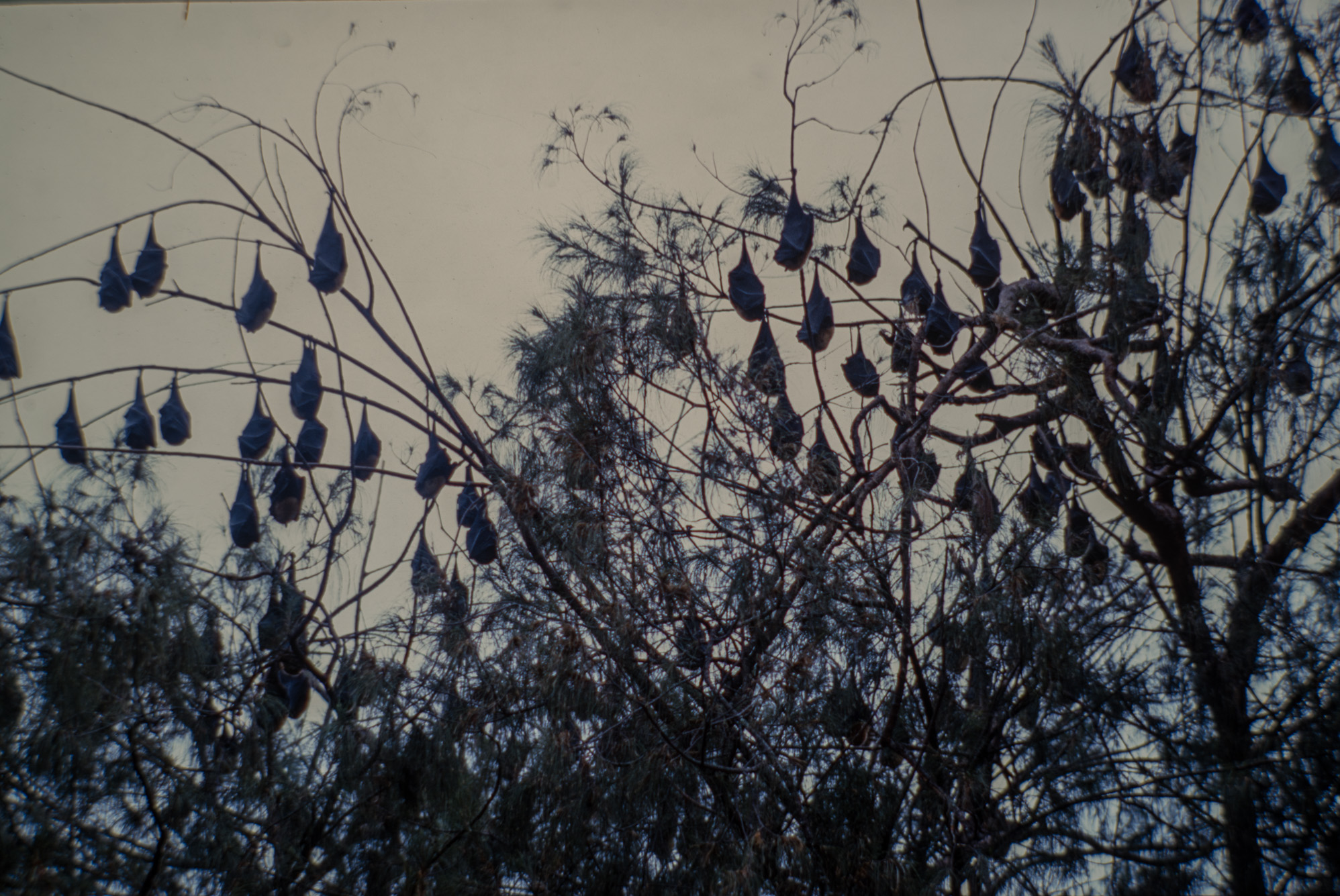 Kolovai. Les flying foxes (chauve-souris immenses.