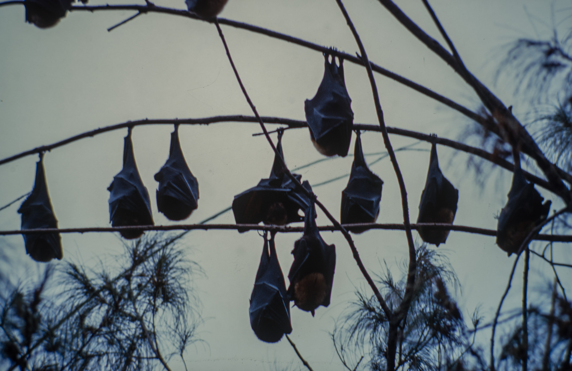 Kolovai. Les flying foxes (chauve-souris immenses.