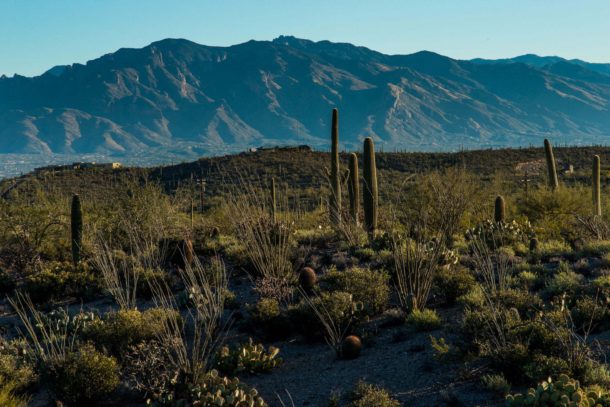 Saguaro National Park