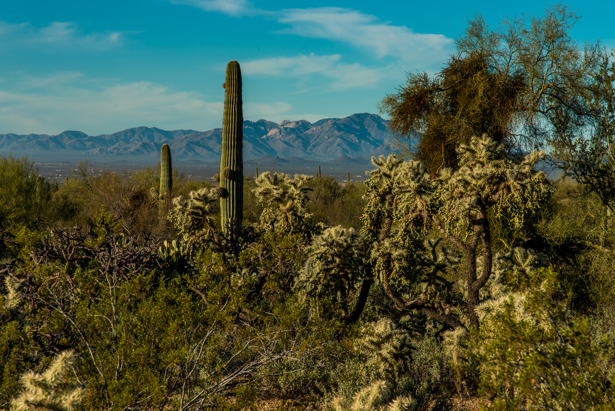 Saguaro National Park