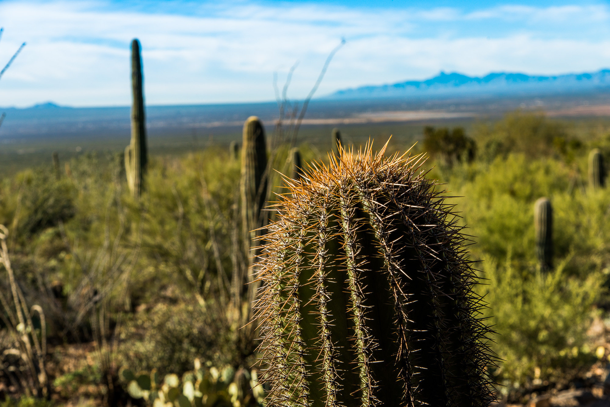 Saguaro National Park