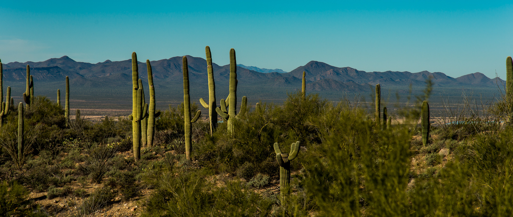 Saguaro National Park