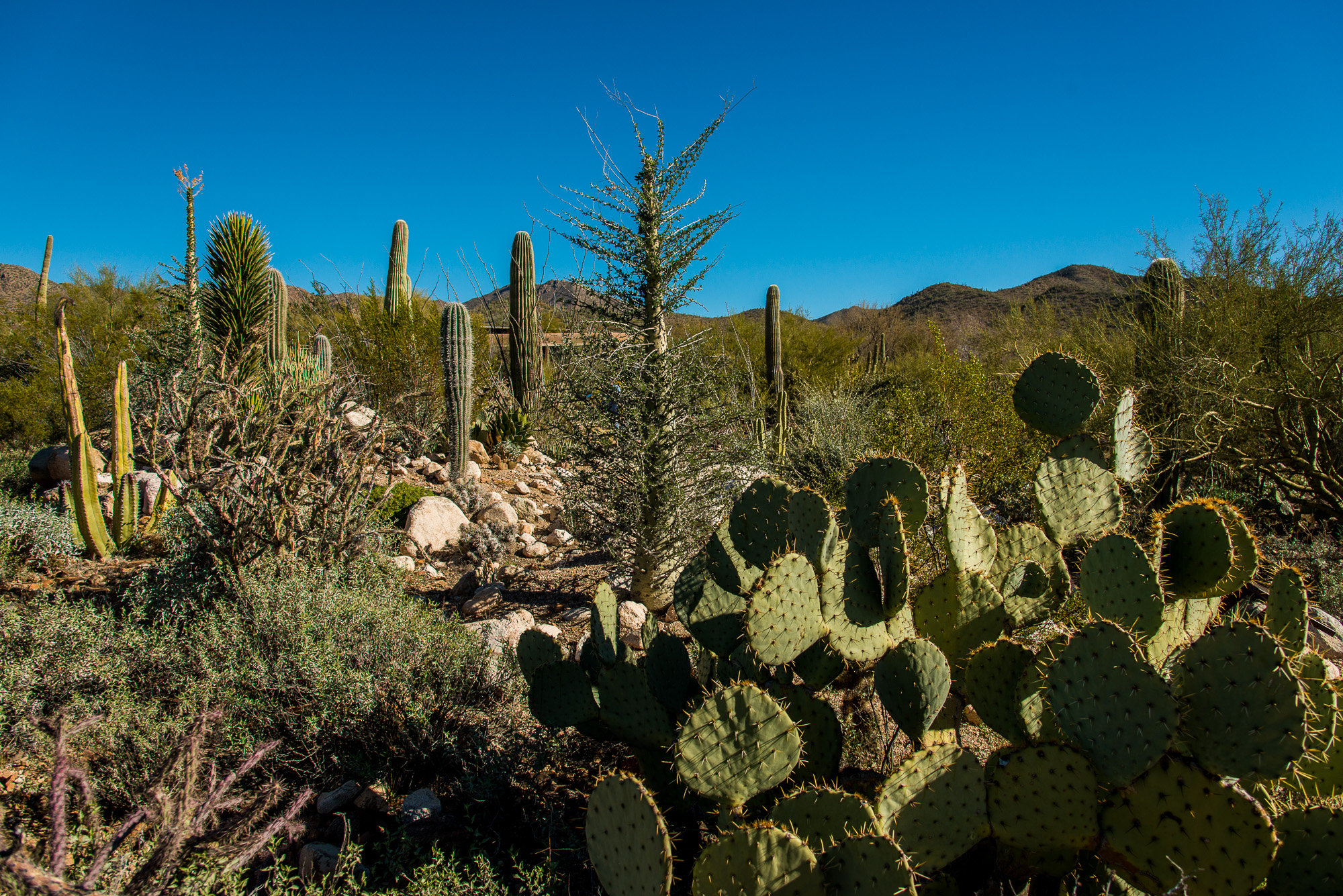 Saguaro National Park