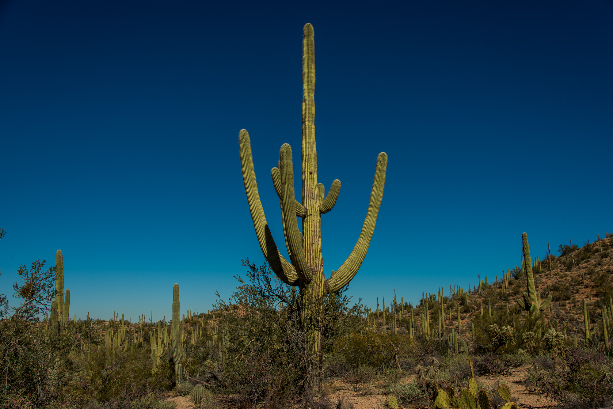 Saguaro National Park