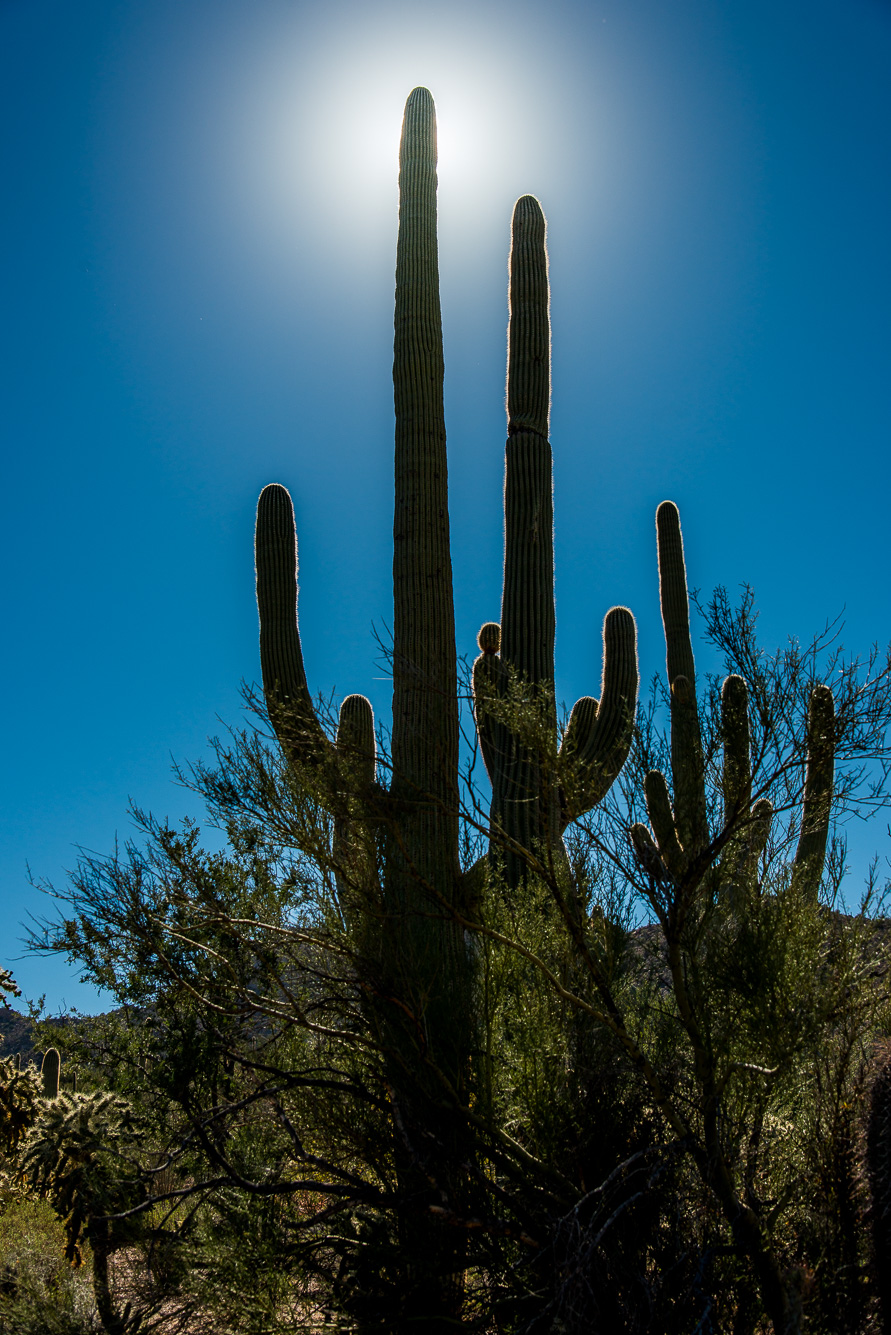 Saguaro National Park