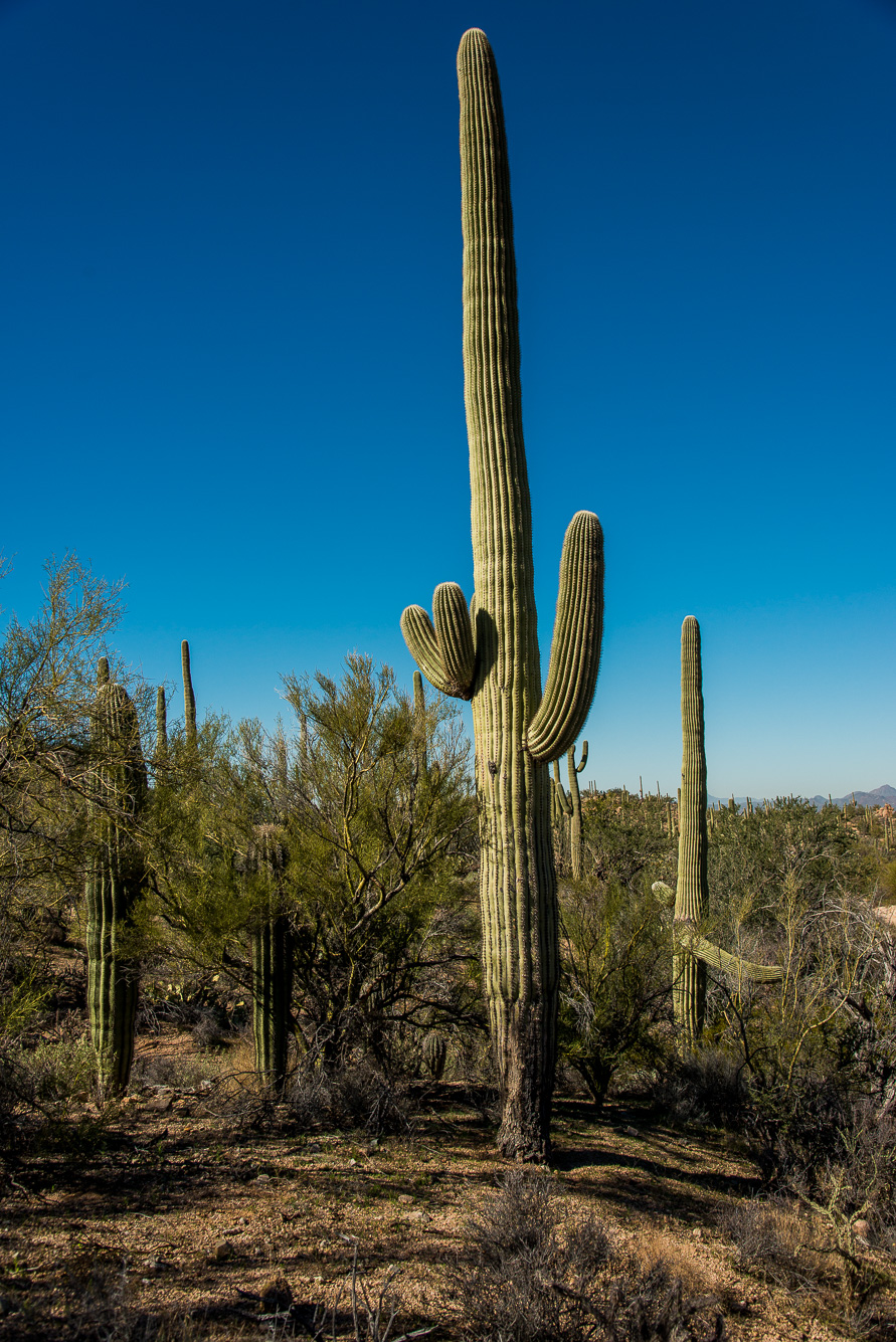 Saguaro National Park