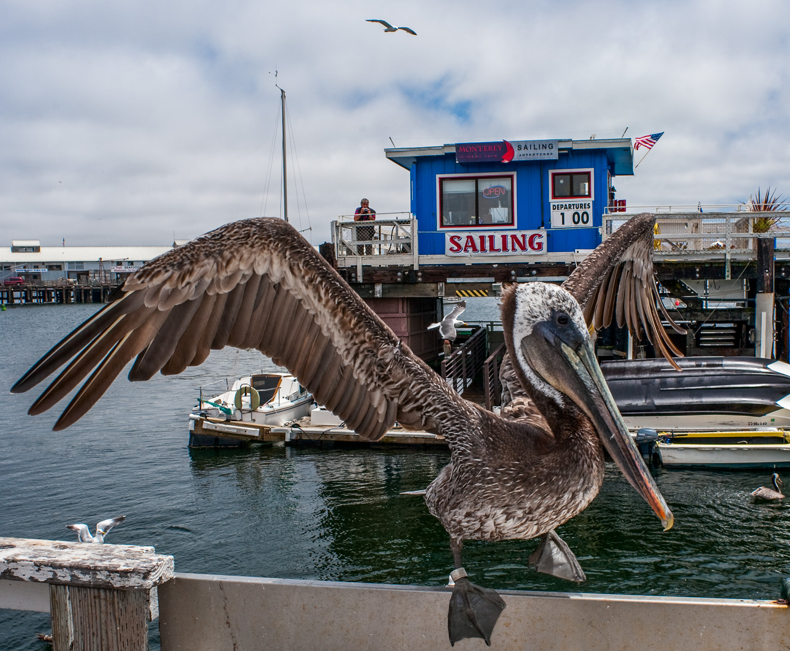 Fisherman's Wharf. Les pélicans viennent quémander quelques poissons aux pêcheurs