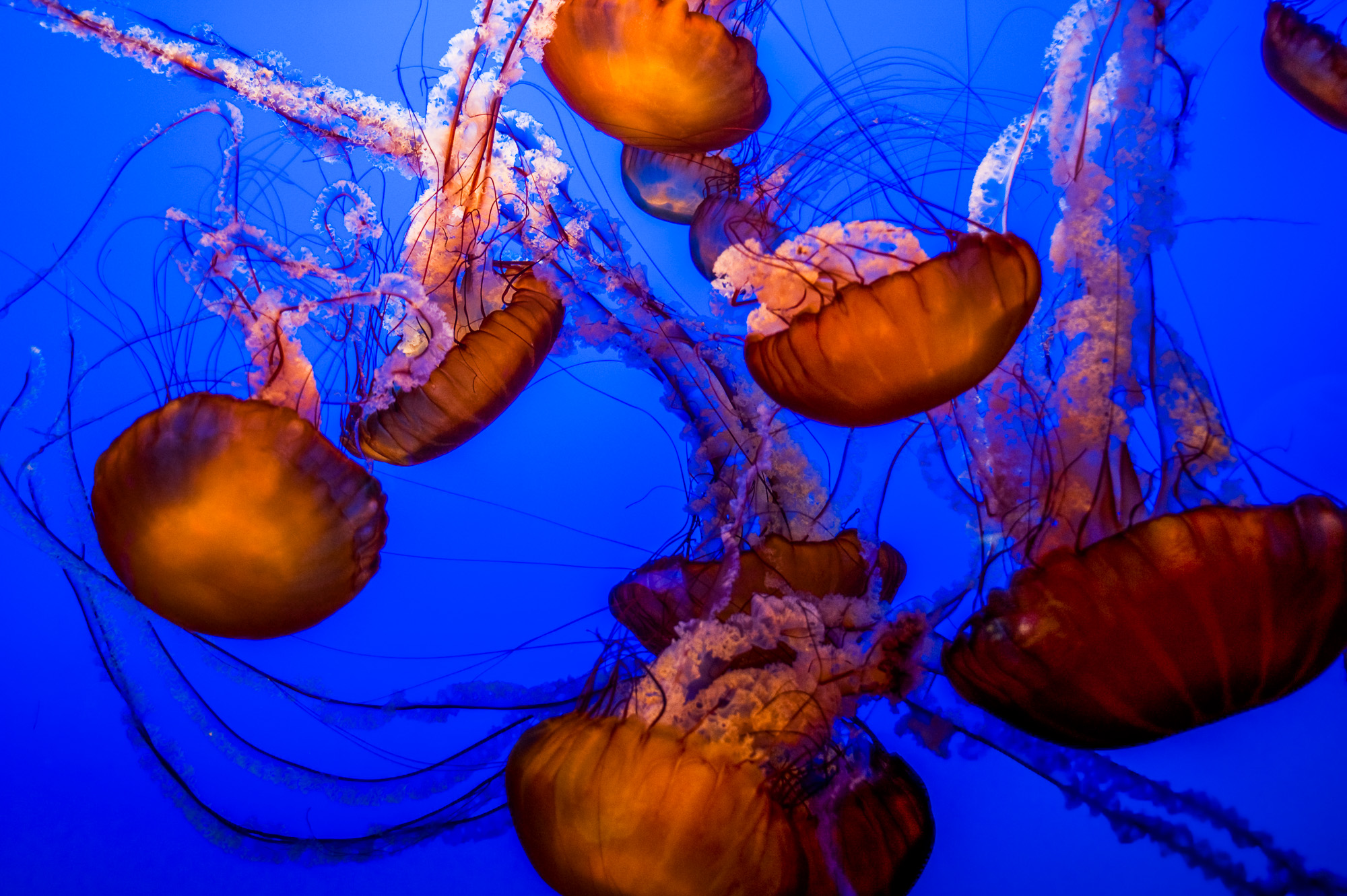 Monterey Bay Aquarium 886, Cannery Road. Méduses.