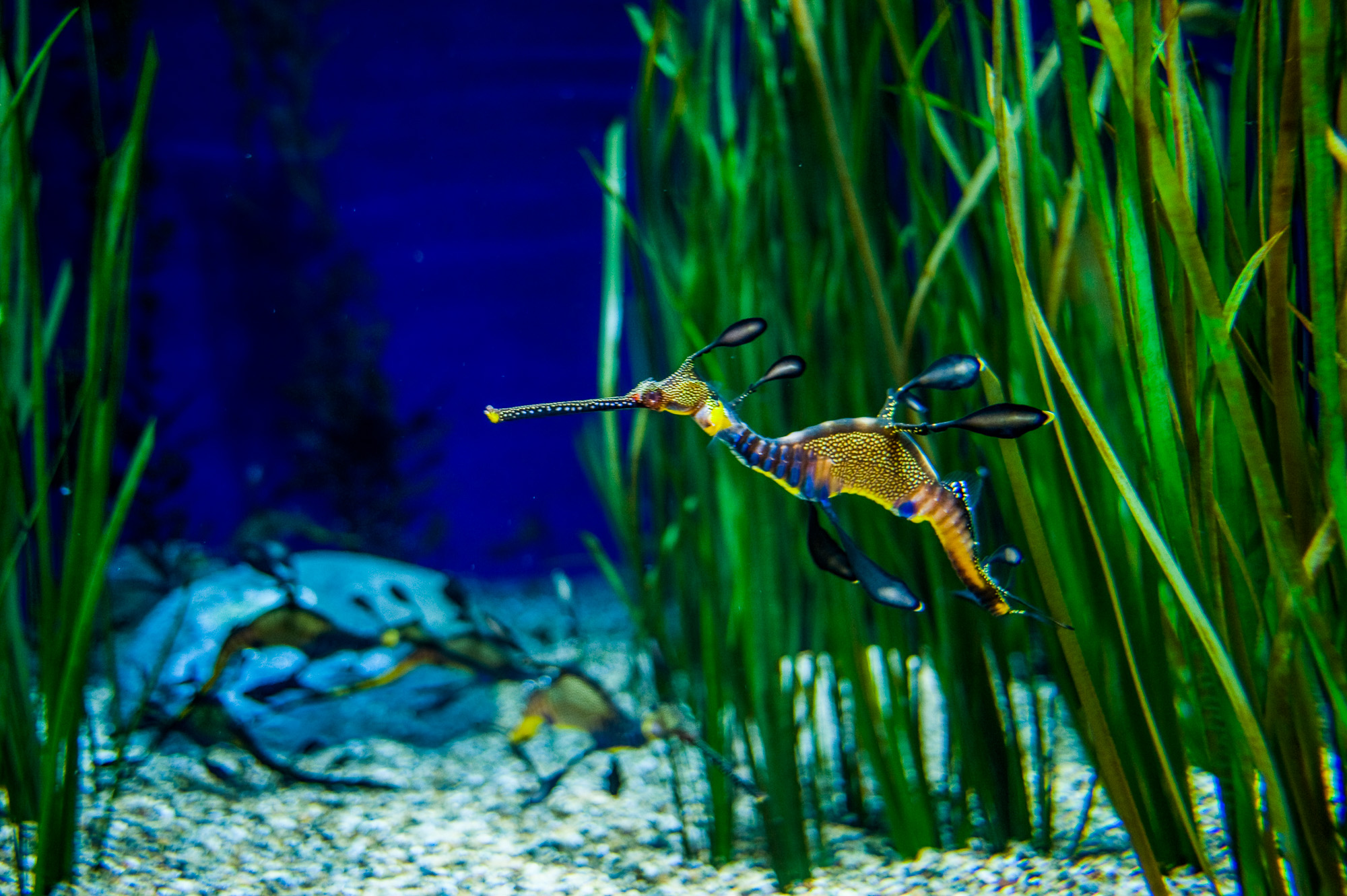 Monterey Bay Aquarium 886, Cannery Road. Hyppocampes "Dragon Fly"