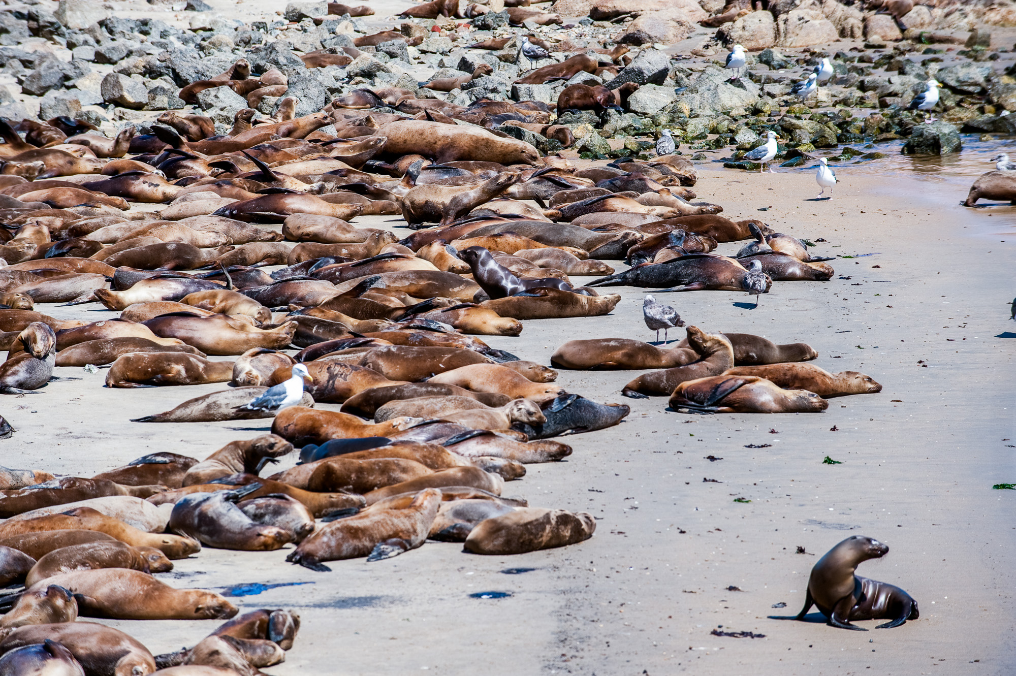 Fisherman's Wharf. Une colonie d'otaries a envahie l'endroit pour le bonheur des touristes.