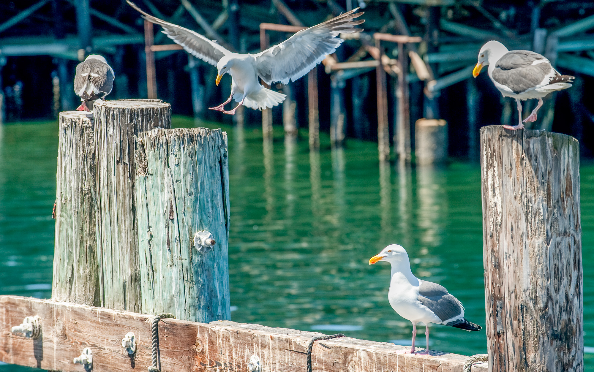 Fisherman's Wharf