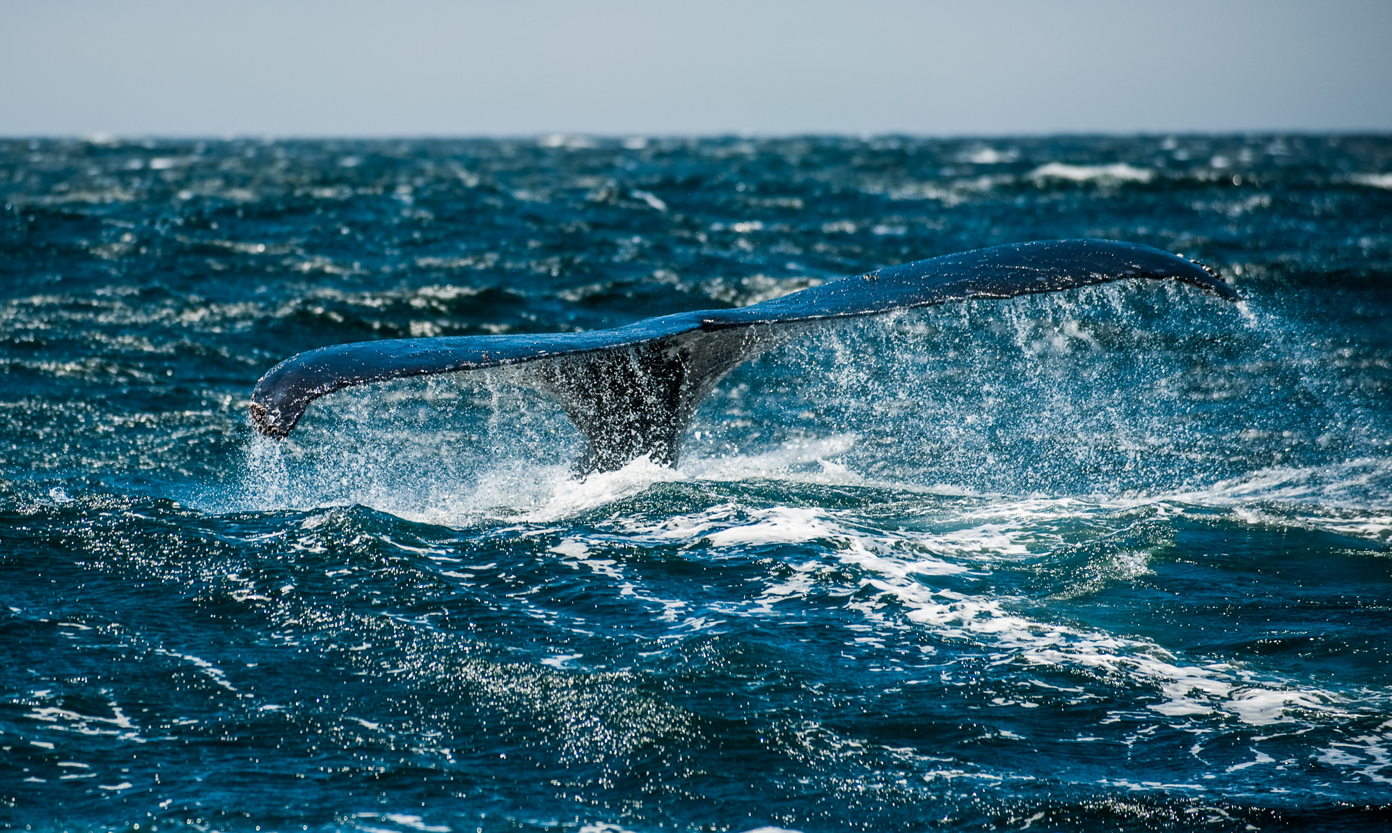 A la rencontre des baleines à bosse (Humpback Whales)