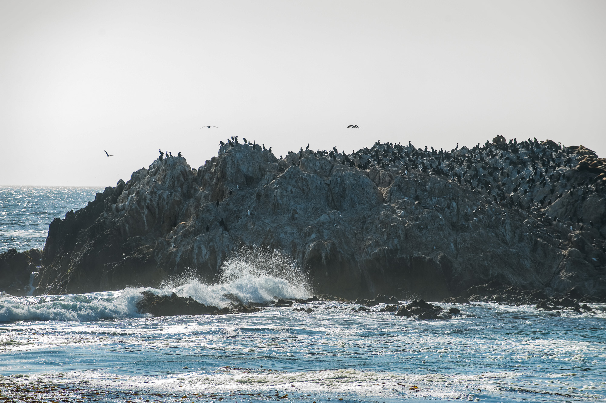 La 17 miles court le long de la plage qui relie Pacific Grove à Carmel. Seals and Bird's rocks.