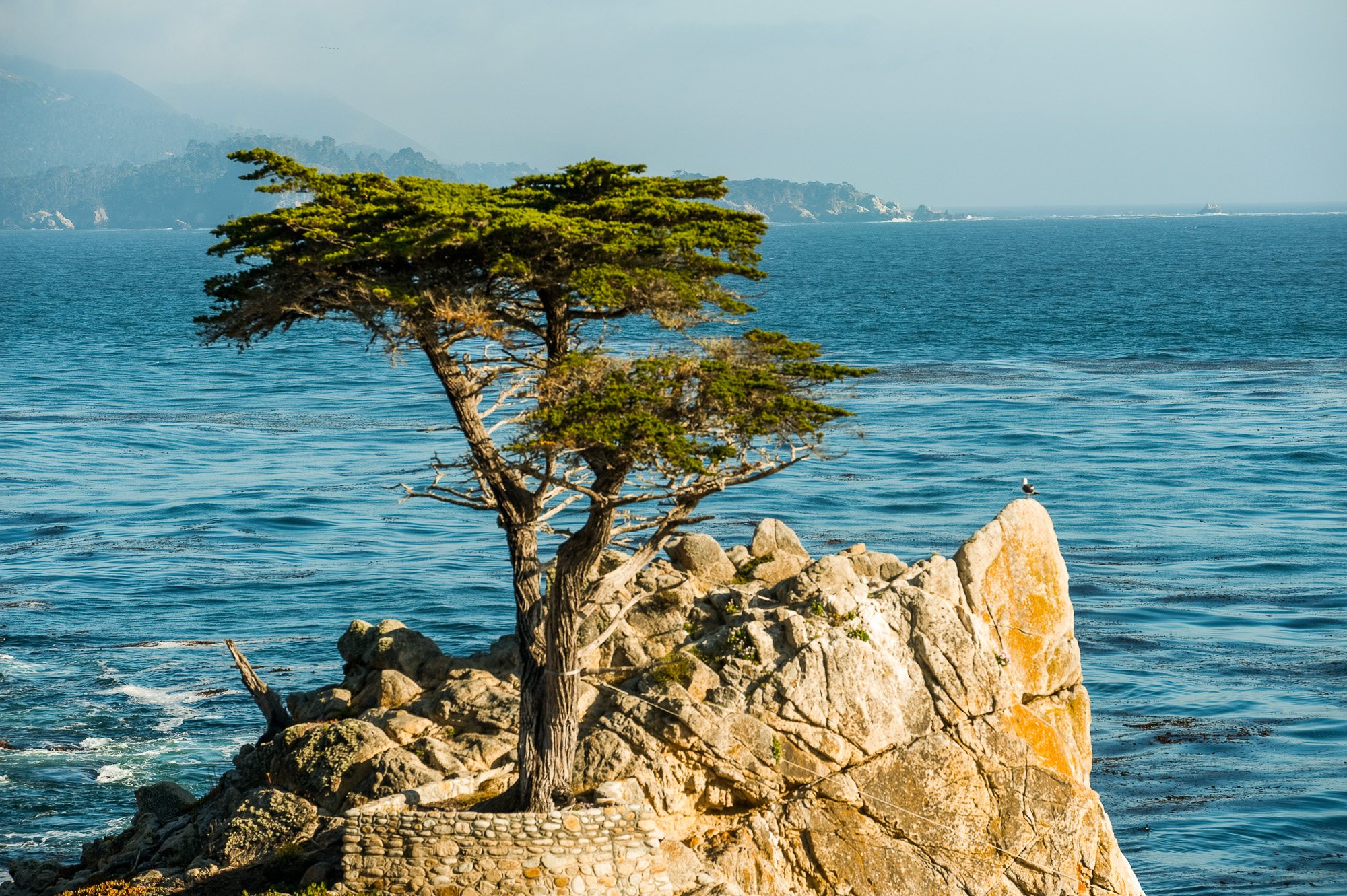 La 17 miles court le long de la plage qui relie Pacific Grove à Carmel. Lone Pine.