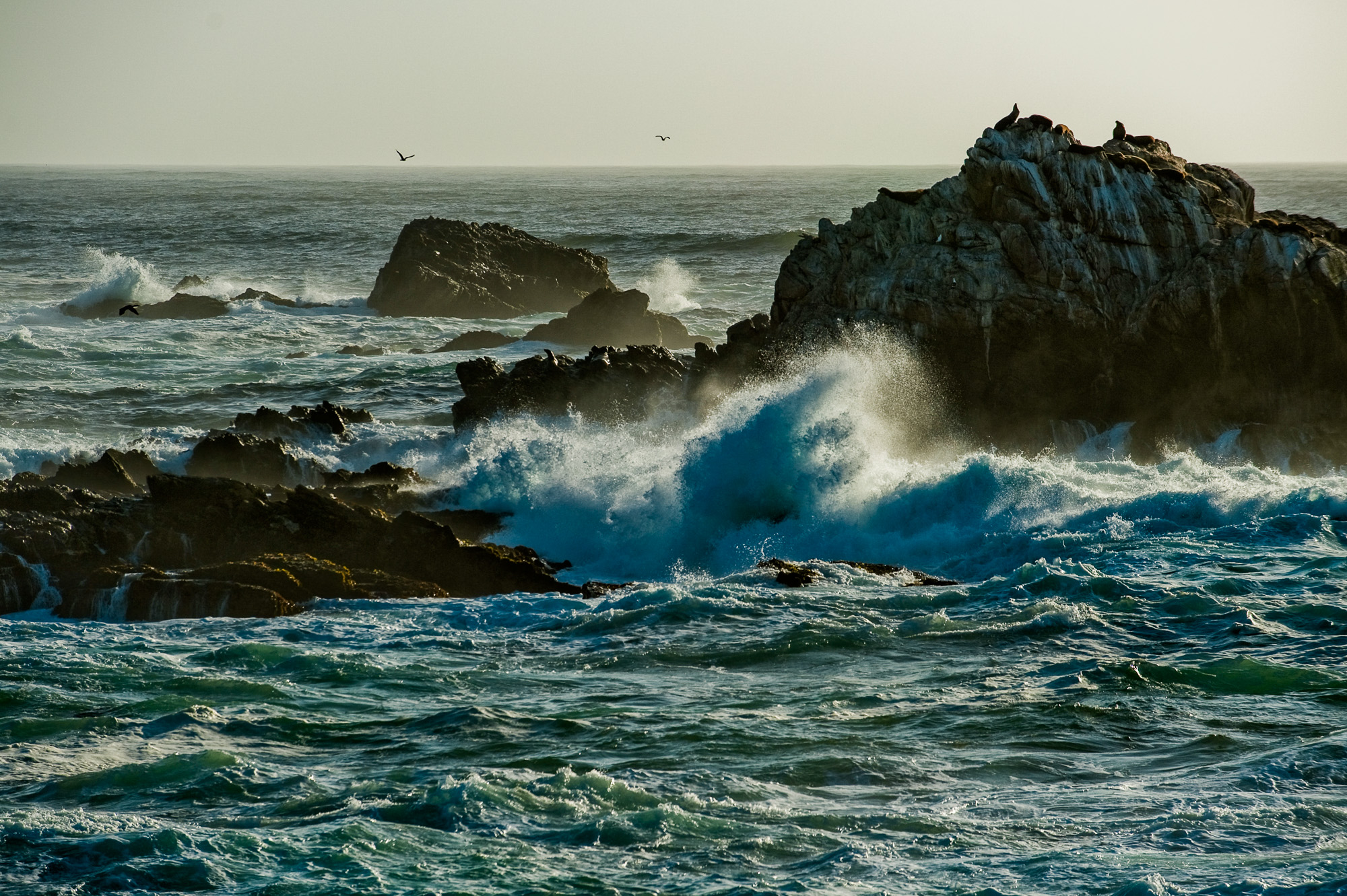 Point Lobos - Sea-Lion Point.