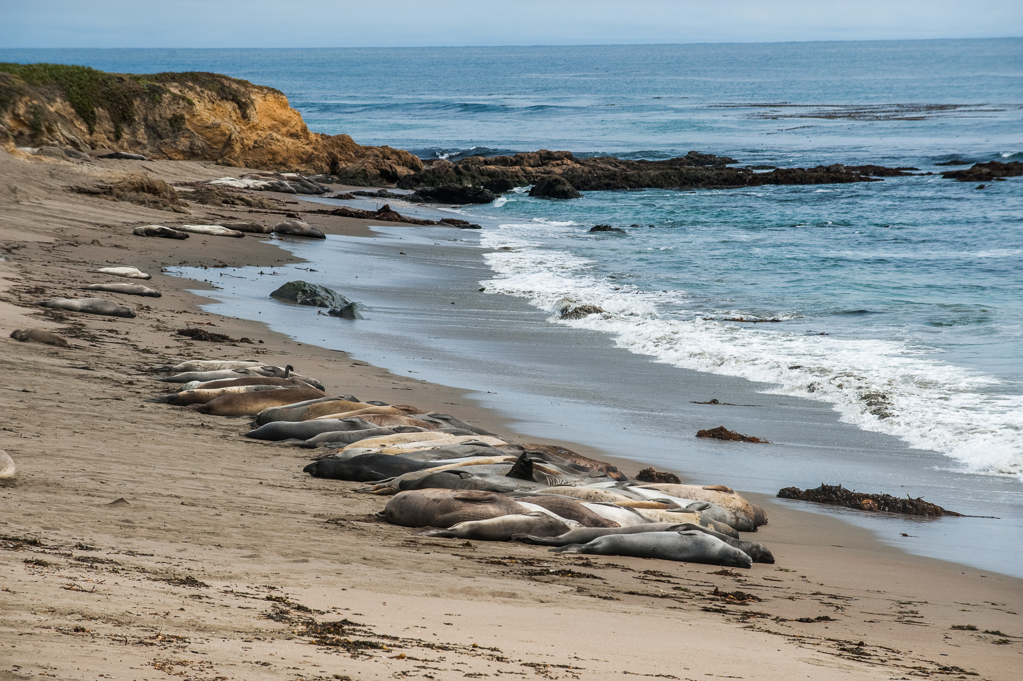 Éléphants de mer (elephant seals) sur la plage de Piedras Blancas.