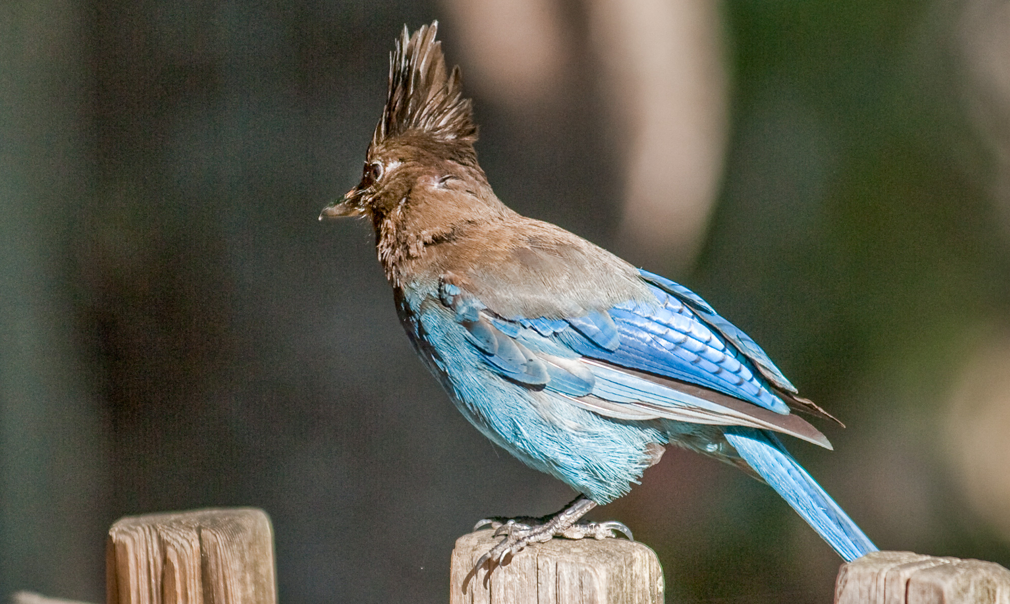 Pfeiffer Big Sur State Park. Blue Geai.