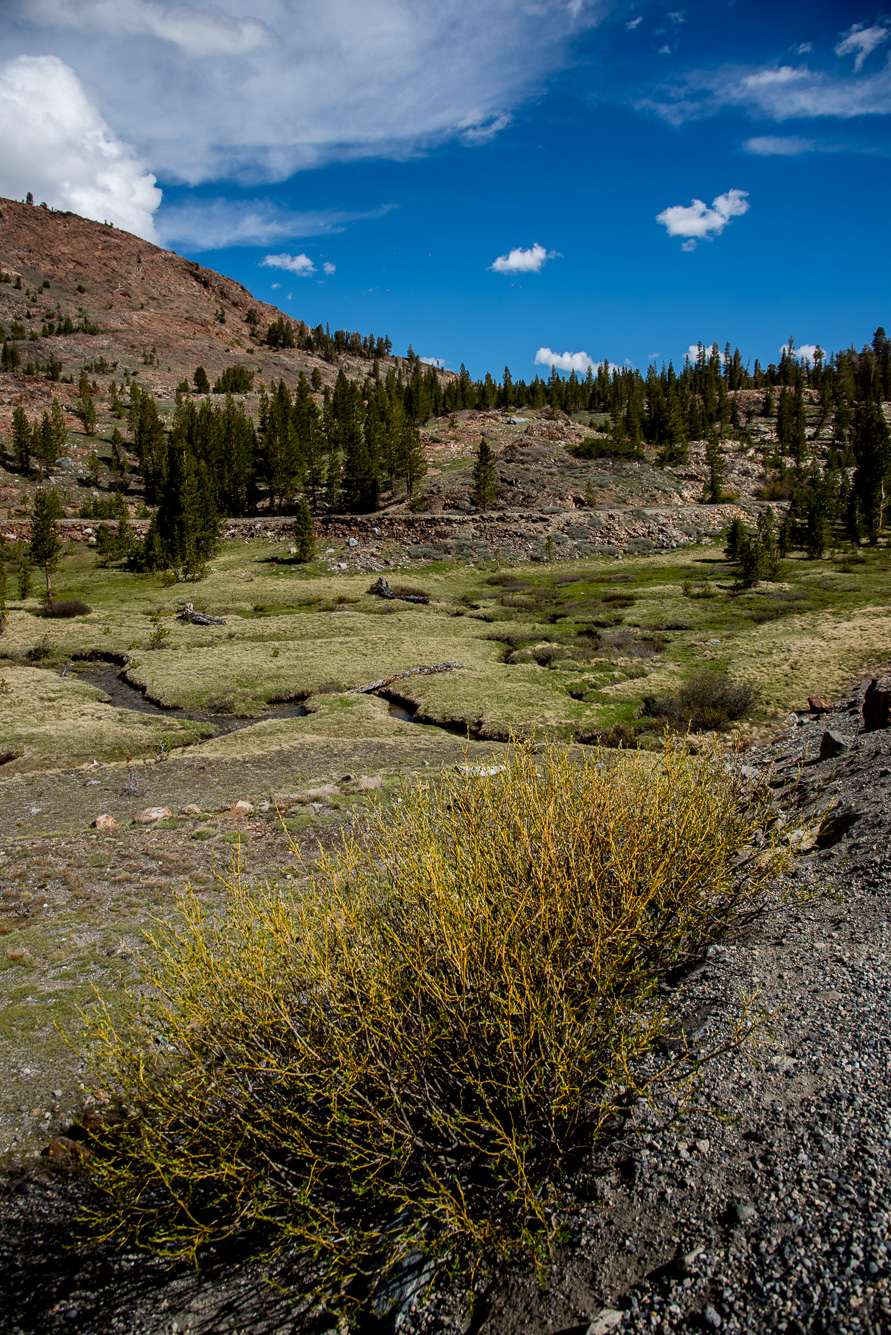 Tuolumne Meadows