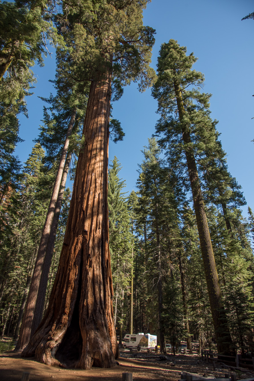 Sequoias géants a Wawona