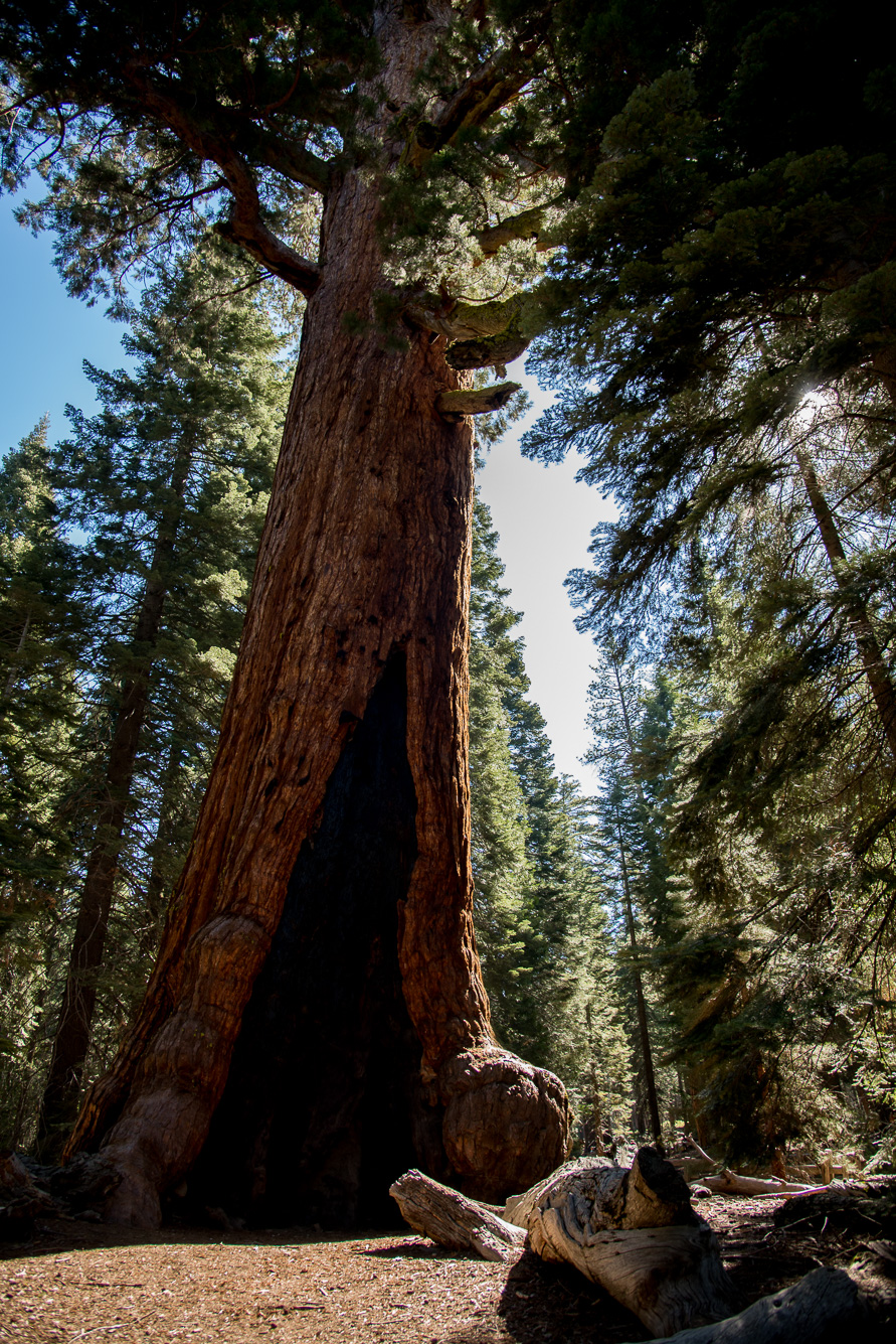 Sequoias géants a Wawona