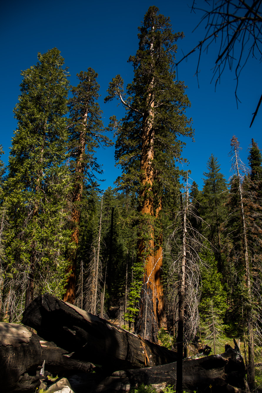 Sequoias géants a Wawona