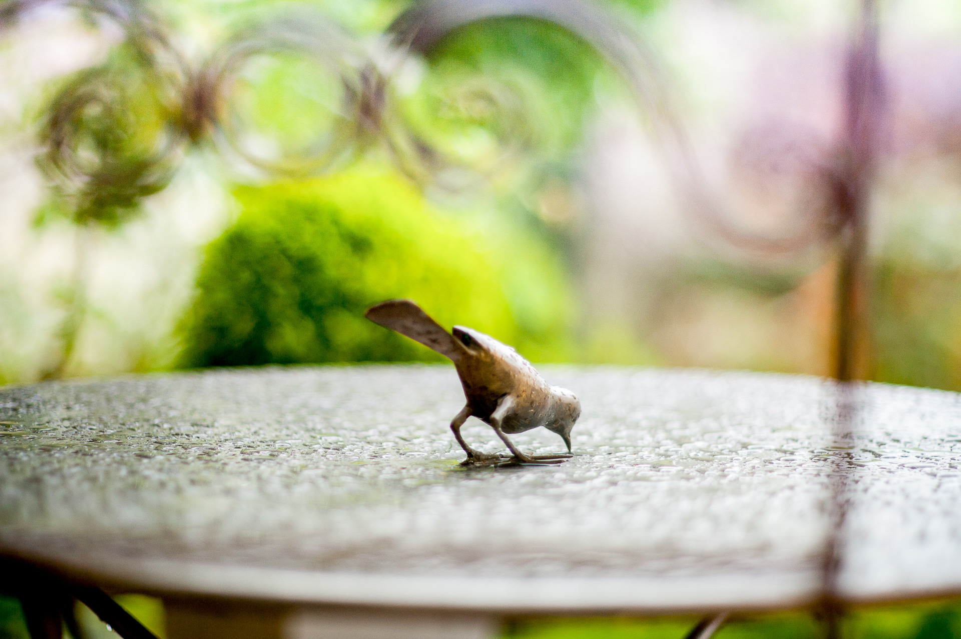 Oiseau sur une table après la pluie.