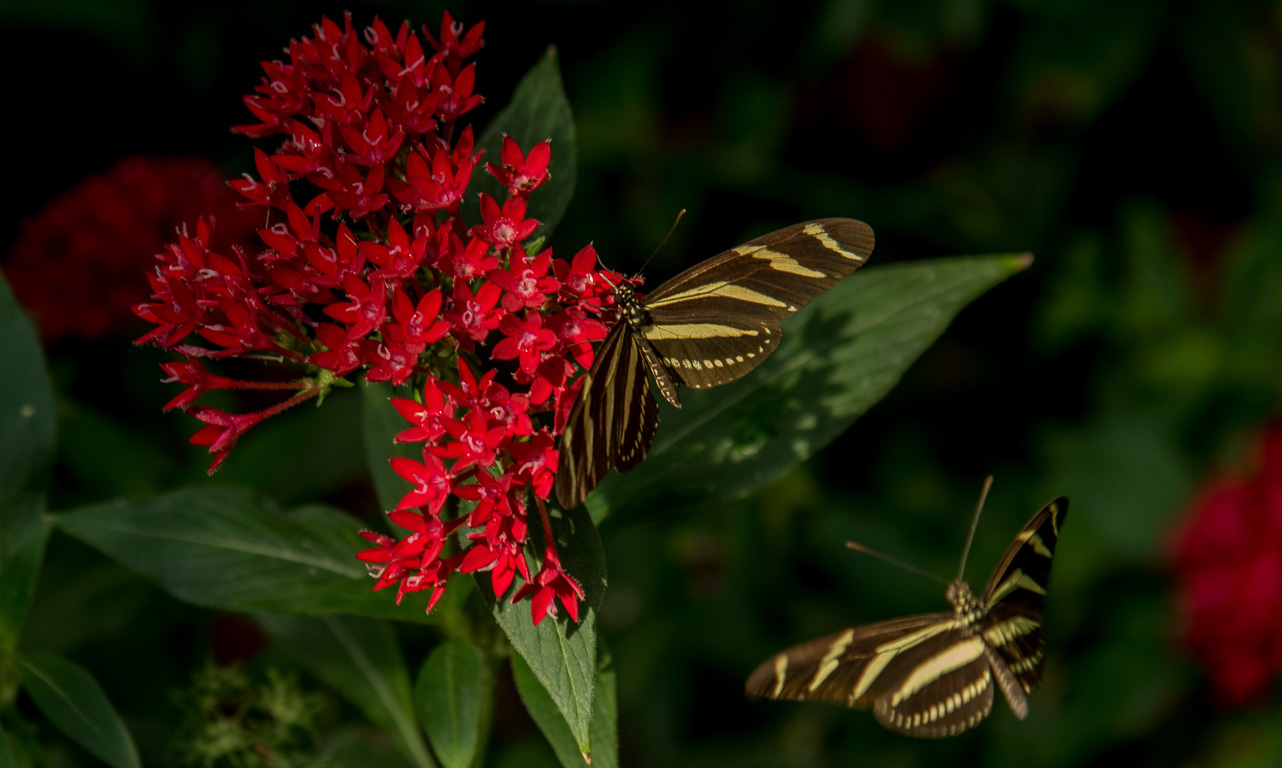 Angers, le Parc Terra-Botanica.. La serre aux papillons.
