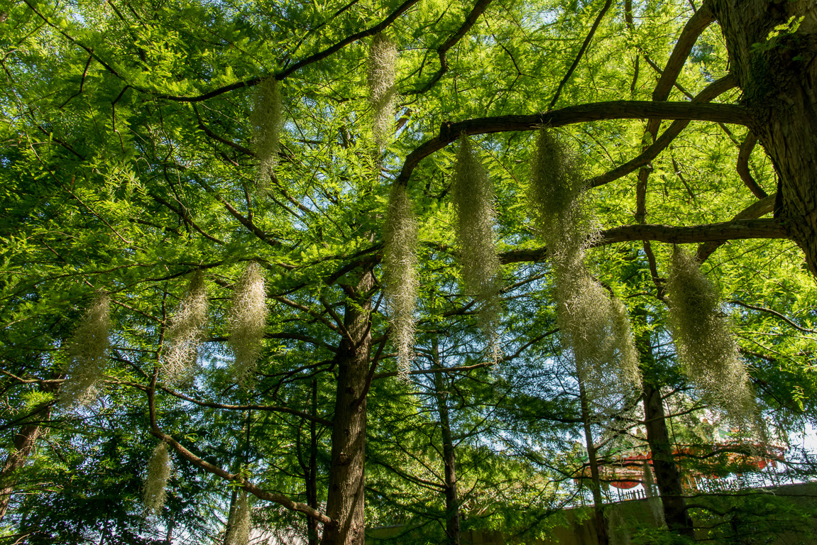 Angers, le Parc Terra-Botanica.. Les bayous de Louisiane avec les cyprés chevelus.