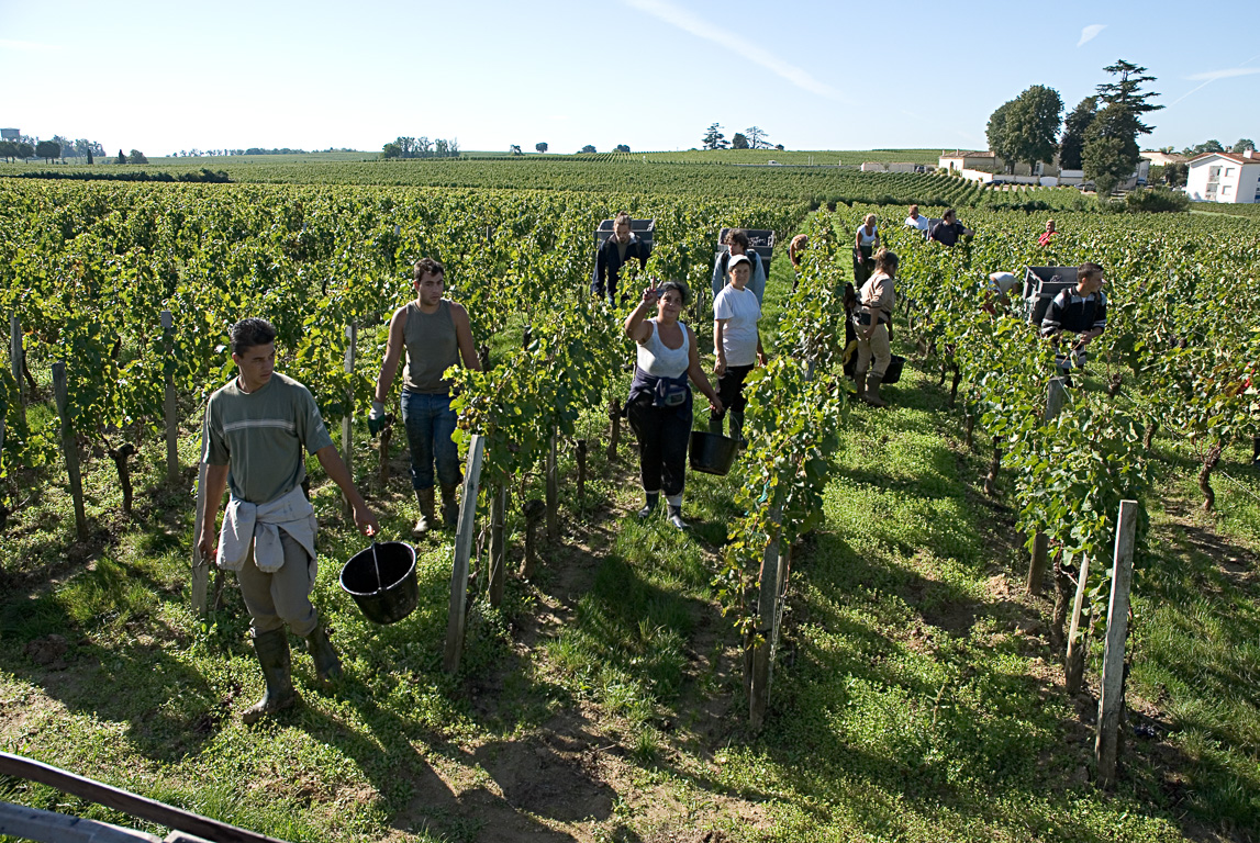 33330 Saint Emilion -Château Balestard La Tonnelle - vendanges