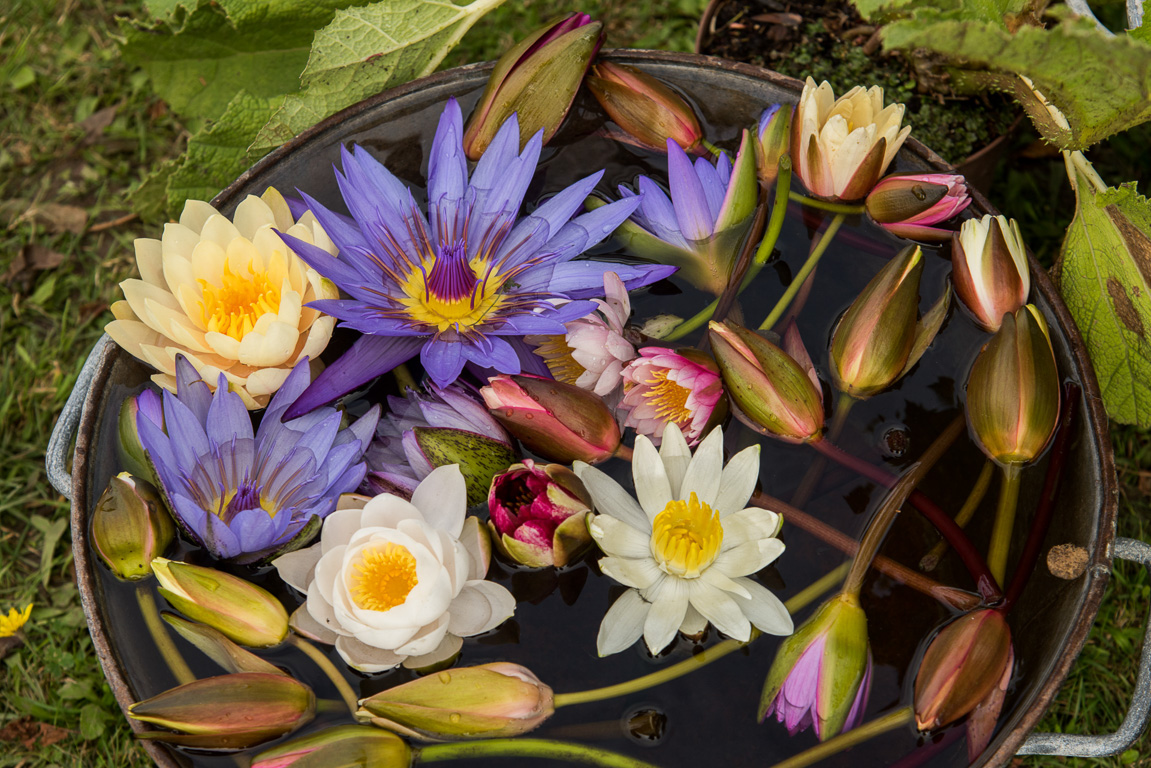 Tréveneuc. Festival de plantes au château de Pommorio.