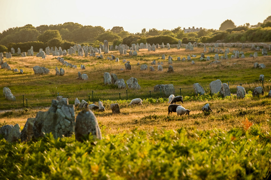 Carnac. Alignement de menhirs.