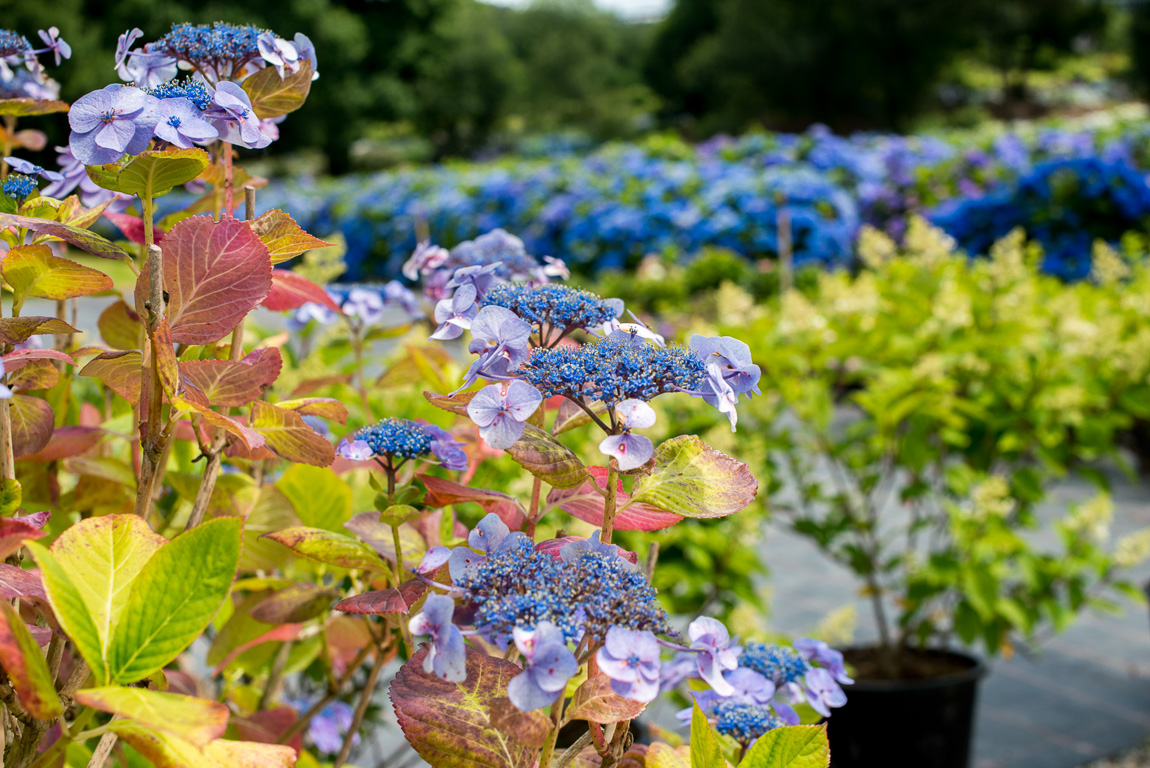 Taupont. Pépinière Les Hortensias du Haut-Bois