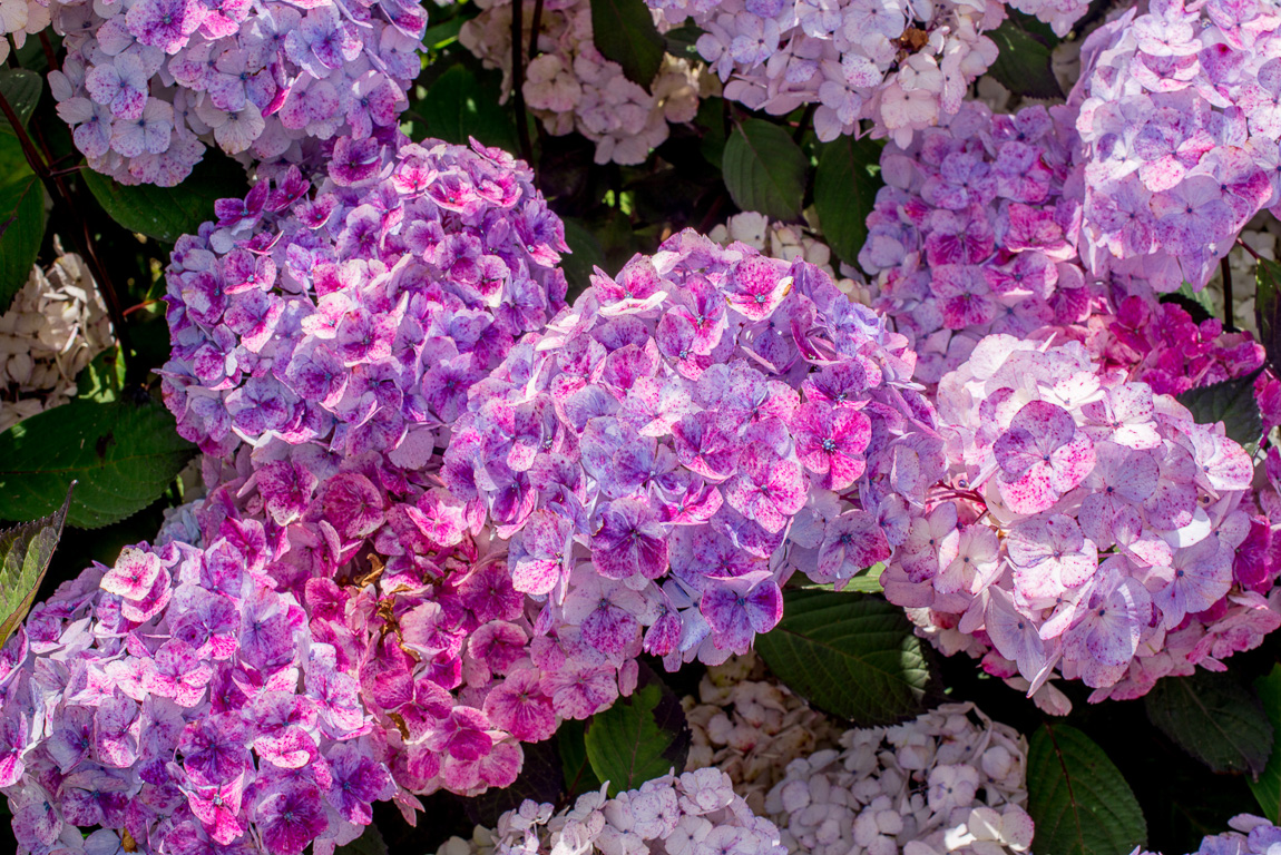 Taupont. Pépinière Les Hortensias du Haut-Bois