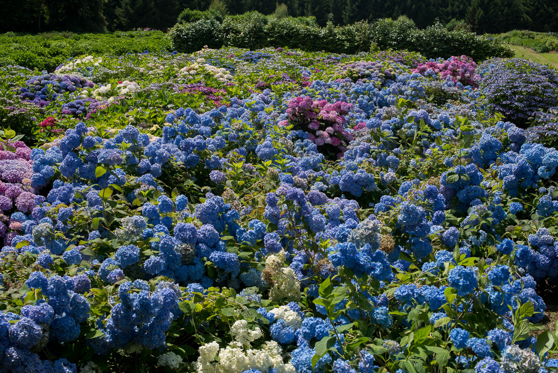 Taupont. Pépinière Les Hortensias du Haut-Bois