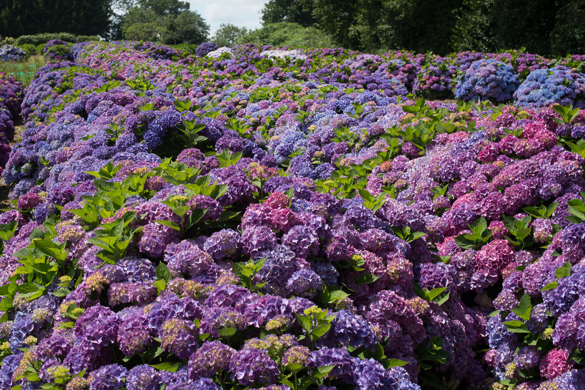 Taupont. Pépinière Les Hortensias du Haut-Bois