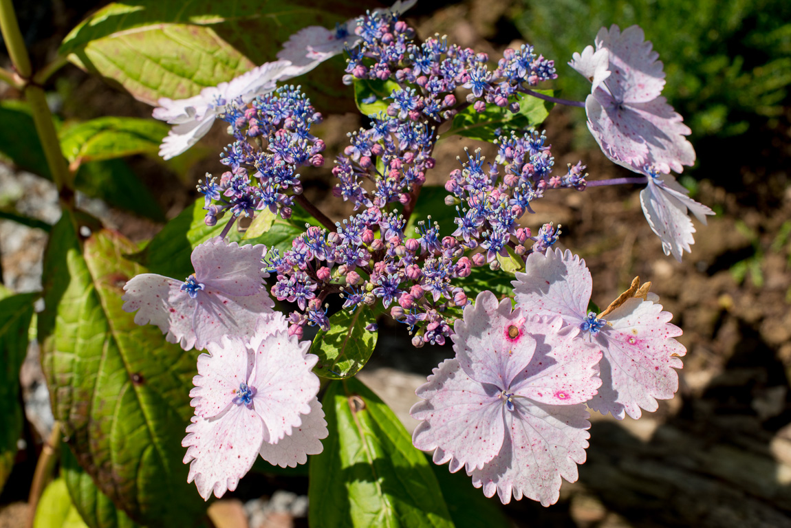 Taupont. Pépinière Les Hortensias du Haut-Bois