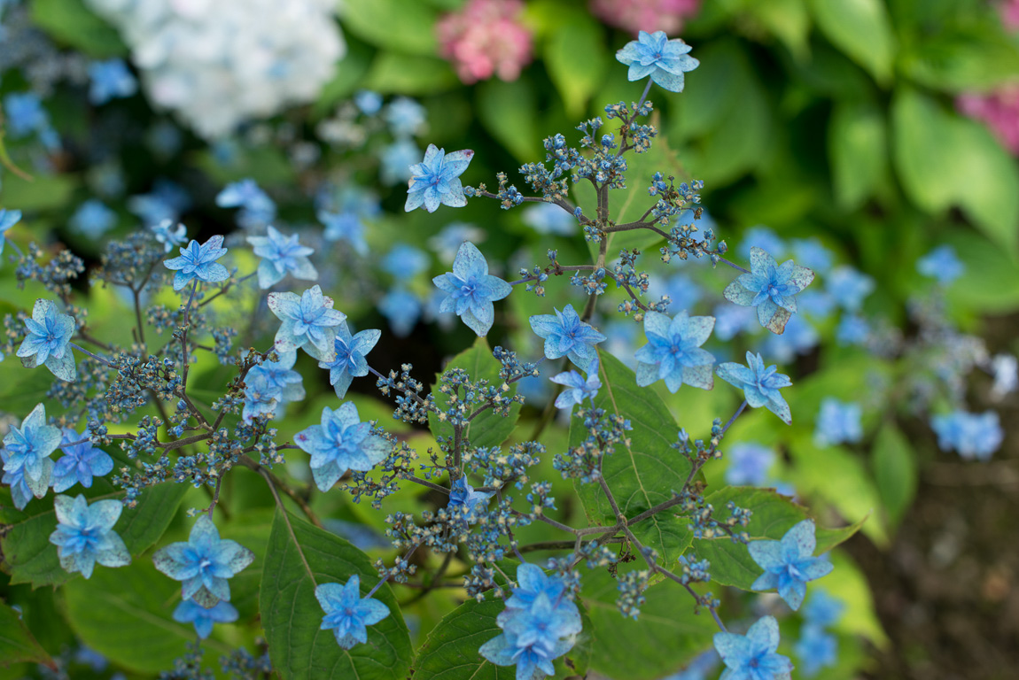 Taupont. Pépinière Les Hortensias du Haut-Bois