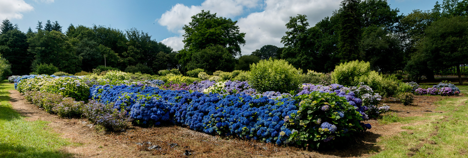 Taupont. Pépinière Les Hortensias du Haut-Bois