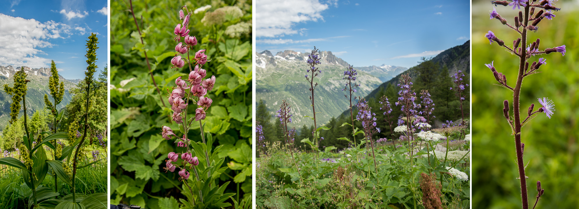 Flore alpine dans le jardin du Montenvers.