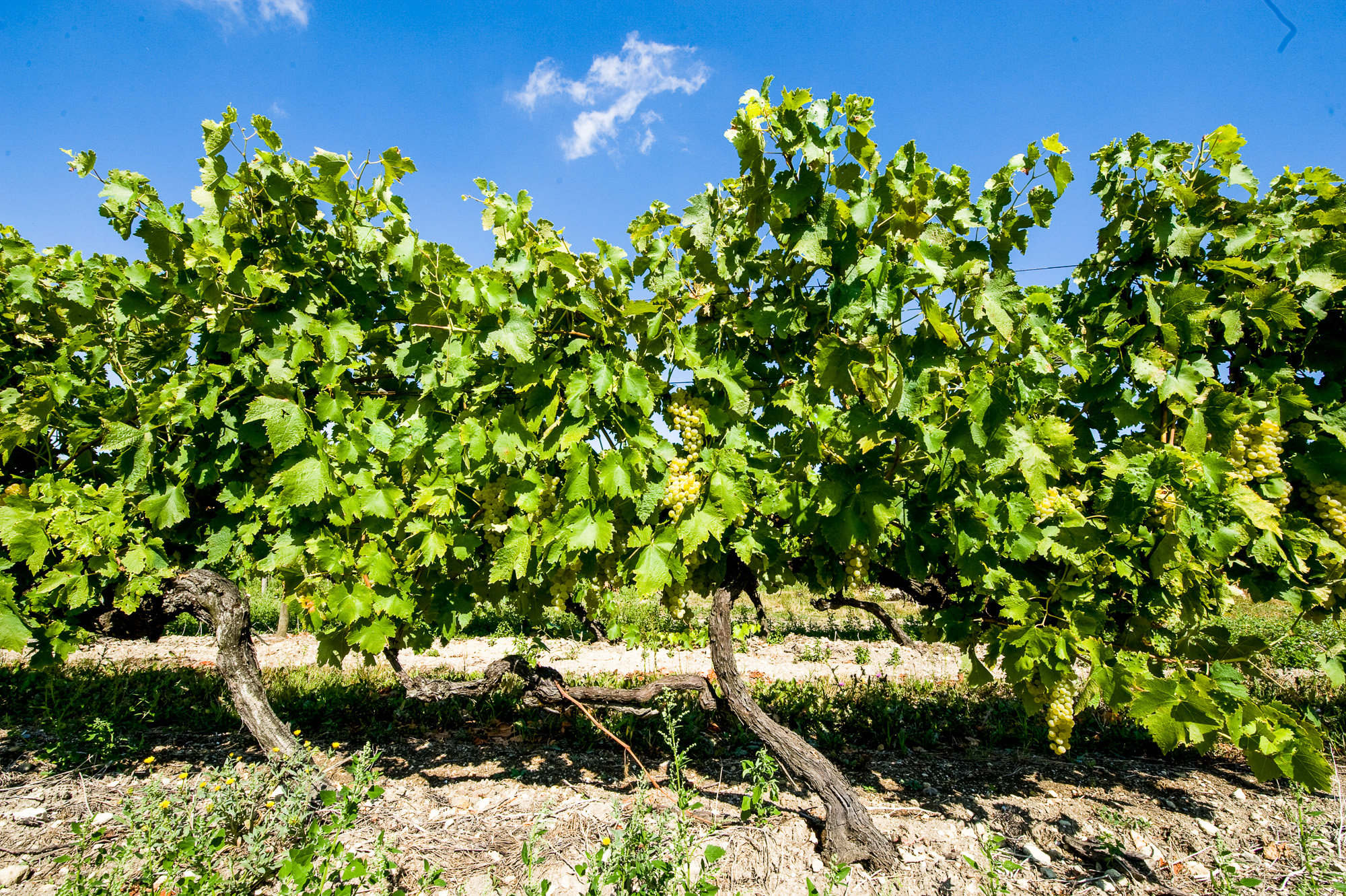 Segonzac. Vignoble en Grande Champagne.