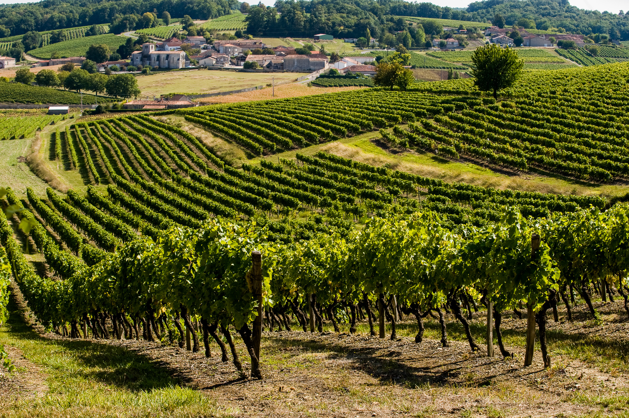 Saint-Prieul, vignoble de Petite Champagne