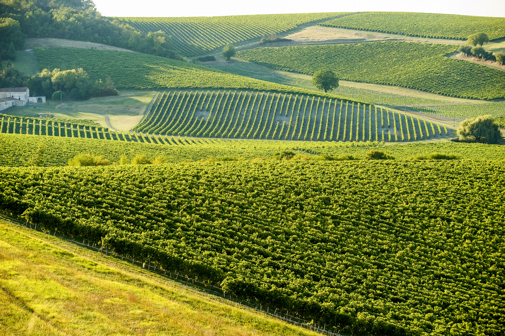 Saint-Prieul, vignoble de Petite Champagne