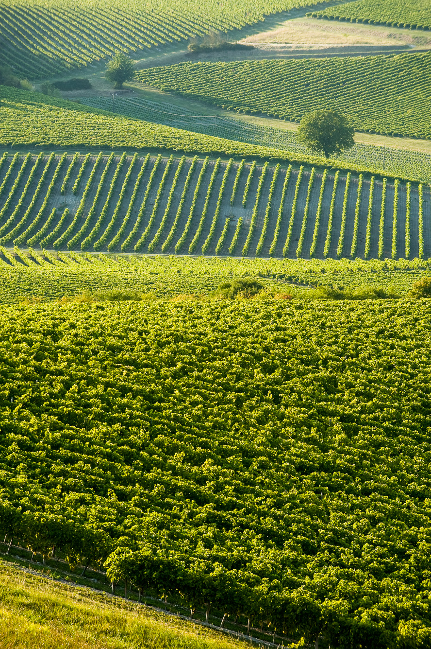 Saint-Prieul, vignoble de Petite Champagne