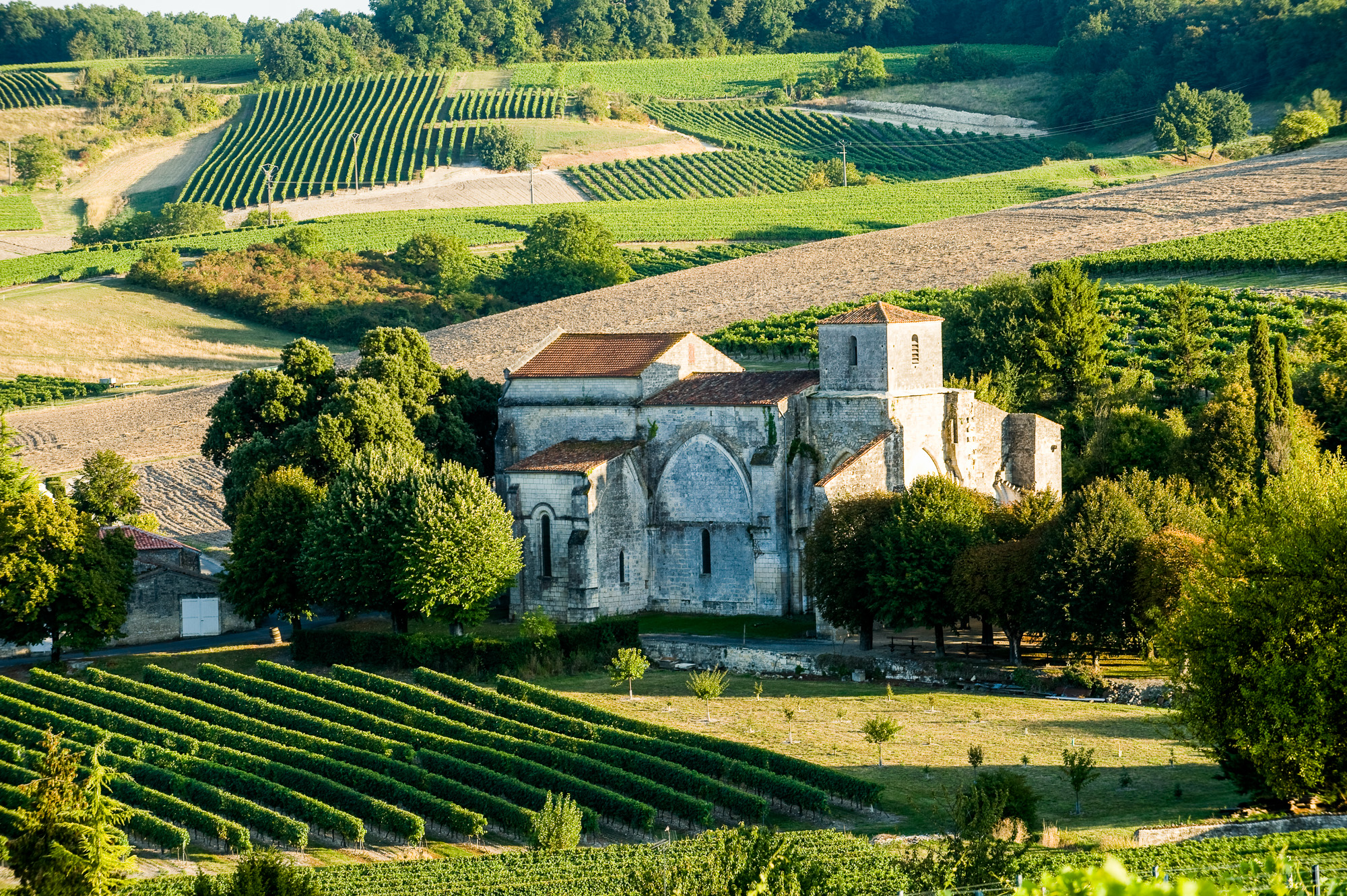 Bouteville, vignoble de Petite Champagne