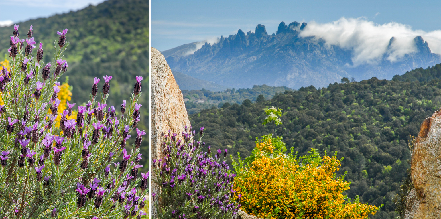 20124 Zonza, Alta Rocca. Aiguilles de Bavella.